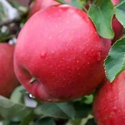 Яблоня ЧЕМПИОН в Гомеле