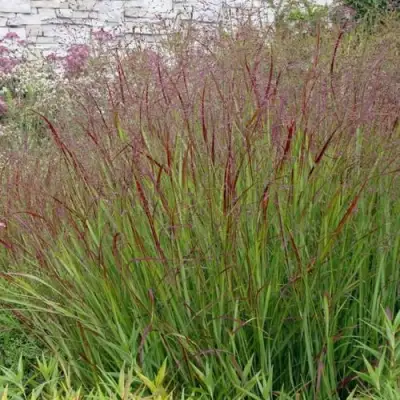 Просо ШЕНАНДО прутьевидное в Гомеле