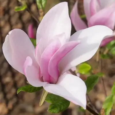 Магнолия БЕТТИ в Гомеле