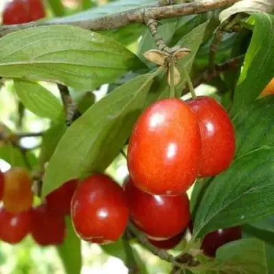 Кизил КОРАЛЛОВЫЙ МАРКА в Гомеле