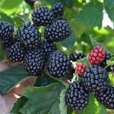 Ежевика ПОЛАР бесшипная  в Гомеле