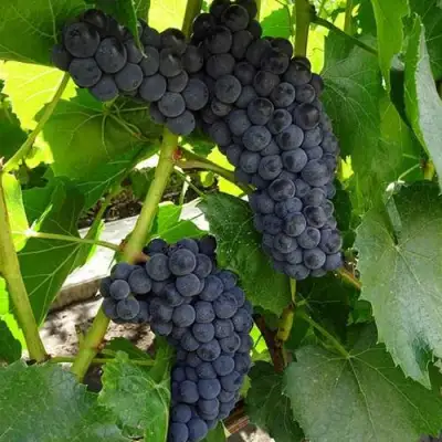 Виноград ВЭЛИАНТ в Гомеле