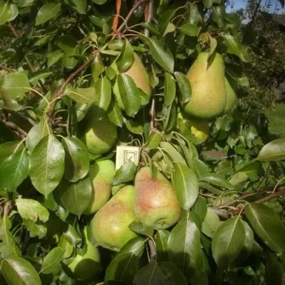 Груша БЕРЕ ЛЮКА в Гомеле