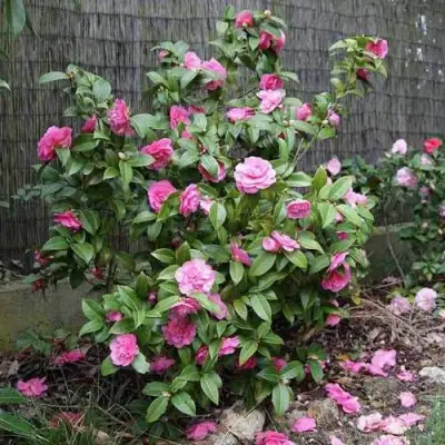 Камелия ДЕББИ в Гомеле