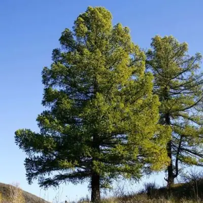 Лиственница сибирская в Гомеле