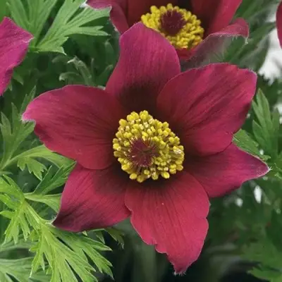 Прострел ПИНВИЛ РЕД ШЕЙДЕС в Гомеле