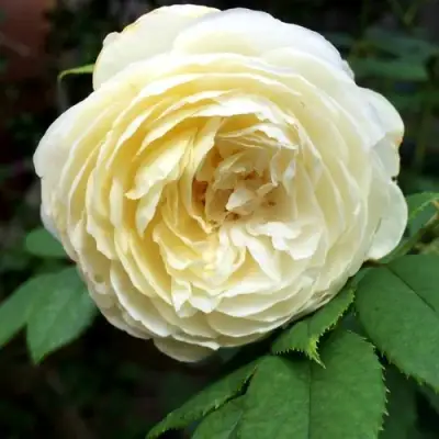 Роза КЛЭР ОСТИН английская в Гомеле