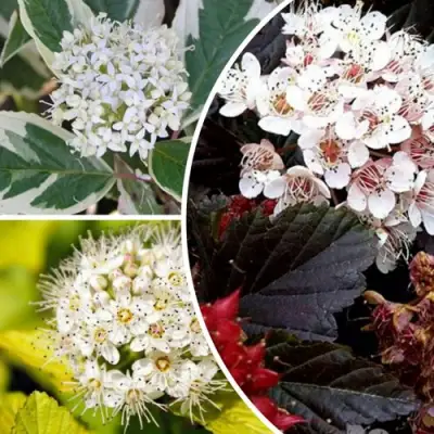 Комплект ЯРКАЯ ВСПЫШКА в Гомеле