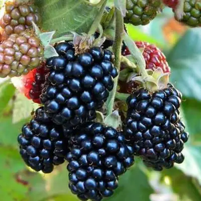 Ежевика ДЖАМБО бесшипная  в Гомеле