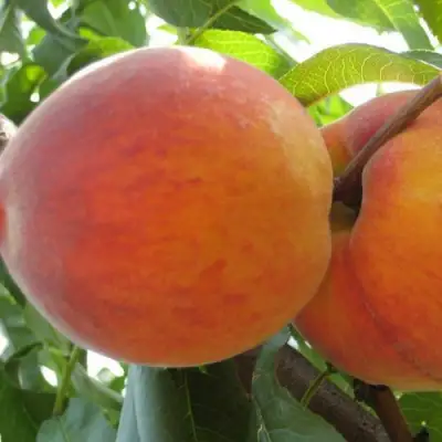 Персик СОЧНЫЙ в Гомеле