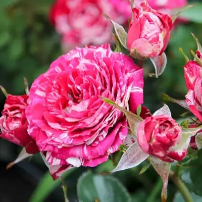 саженцы розы АРРОУ ФОЛИЕС