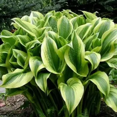 Хоста АУРЕОМАРГИНАТА в Гомеле