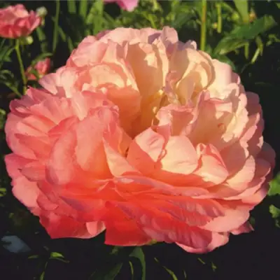 Пион КОРАЛ СУПРИМ травянистый в Гомеле