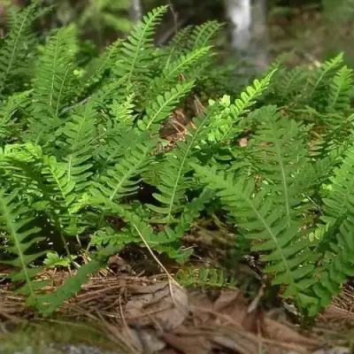 Многоножка обыкновенная в Гомеле