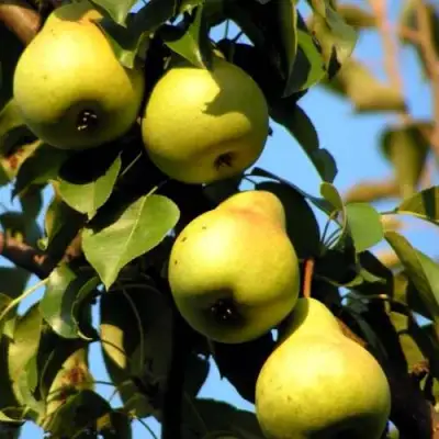 Груша НЕЖНОСТЬ колонновидная	 в Гомеле