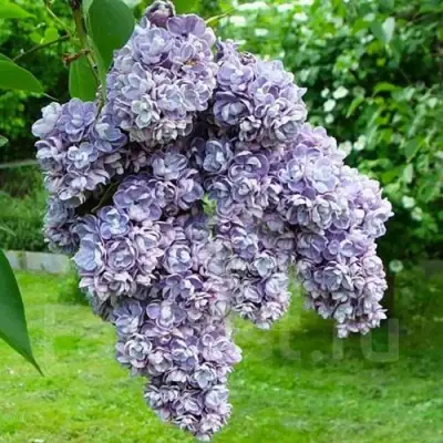 Сирень АМИ ШОТТ в Гомеле