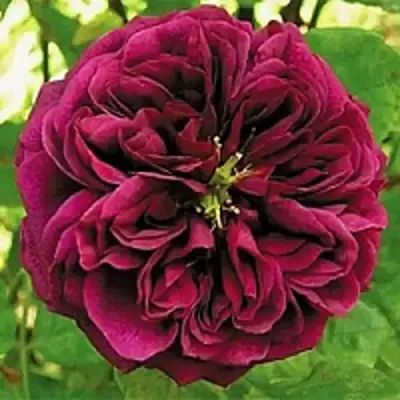 саженцы розы Зе принц