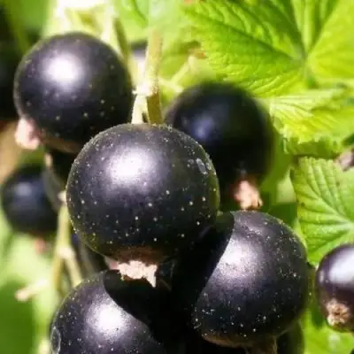 Смородина черная ЧЕРНООКАЯ в Гомеле