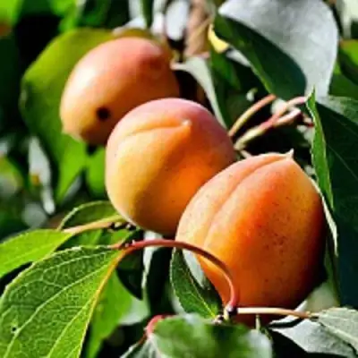 Абрикос БАЙ в Гомеле