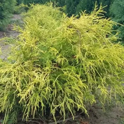 Кипарисовик ФИЛИФЕРА АУРЕА горохоплодный в Гомеле