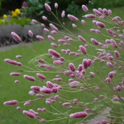 Кровохлебка РОК ЭНД РОЛЛ в Гомеле