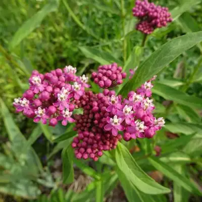 Ваточник МЯСО-КРАСНЫЙ в Гомеле