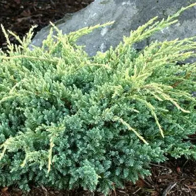 Можжевельник ХОЛГЕР чешуйчатый в Гомеле