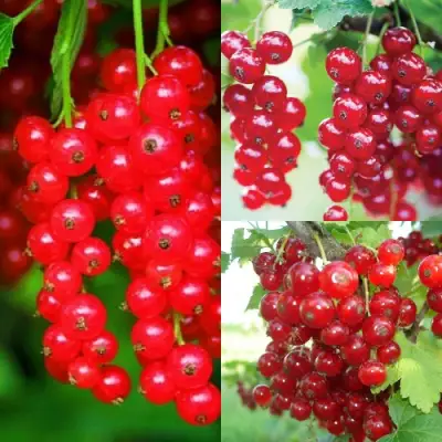 Комплект КРАСНЫЙ УРОЖАЙ в Гомеле