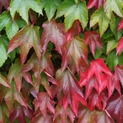 Девичий виноград тройчатый ВИЧИ в Гомеле