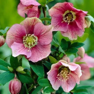 Морозник ВОСТОЧНЫЙ в Гомеле