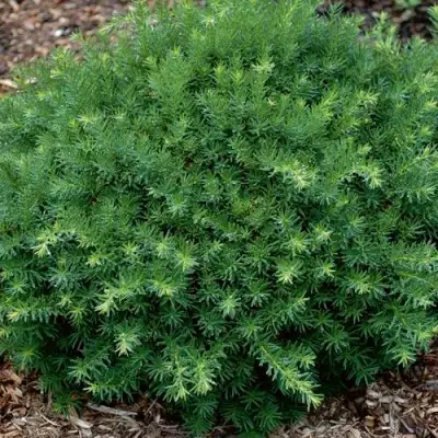 Тис ХИКСИ средний в Гомеле