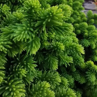 Ель ЛИТЛ ДЖЕМ обыкновенная в Гомеле