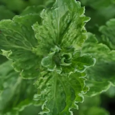 Мята КРИСПА в Гомеле