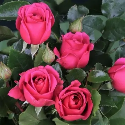 Роза ЛАВ ЛЕТТЕР флорибунда в Гомеле