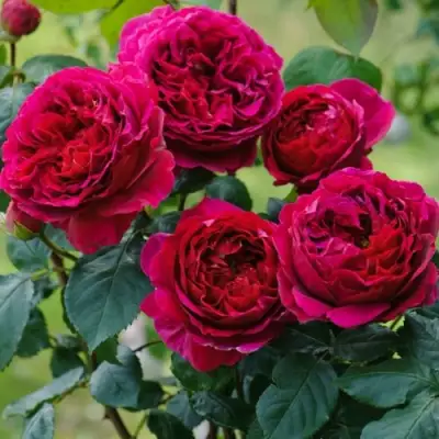 Роза КЕЙТ английская в Гомеле