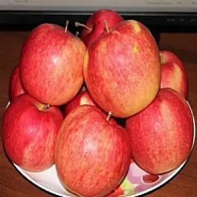 Яблоня ЛИГОЛ в Гомеле