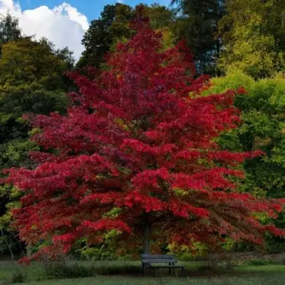 Дуб болотный в Гомеле