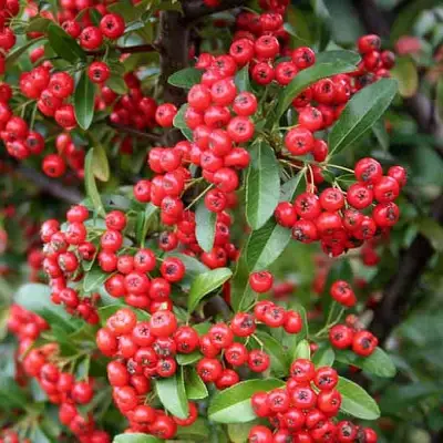 Пираканта РЕД КУИШОН в Гомеле