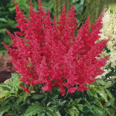 Астильба МОНТГОМЕРИ японская в Гомеле