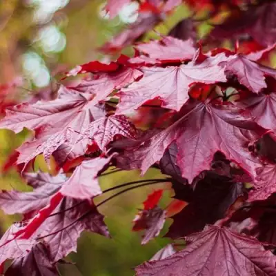Клен РОЯЛ РЕД остролистный в Гомеле