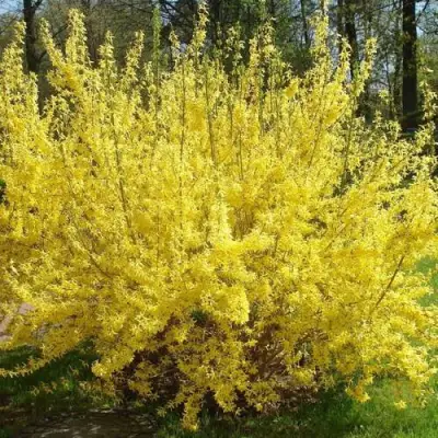 Форзиция ФОРЧУНА в Гомеле