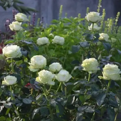 Роза ВАКАНА японская в Гомеле