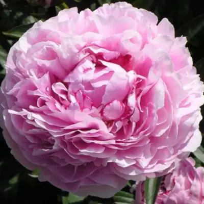 Пион ША-ЛА травянистый в Гомеле