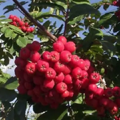 Рябина МОРАВСКАЯ сладкоплодная в Гомеле