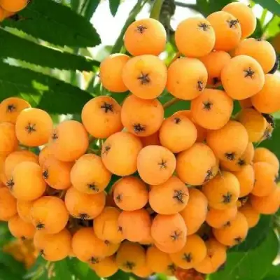 Рябина НЕВЕЖИНСКАЯ ЖЕЛТАЯ сладкоплодная в Гомеле