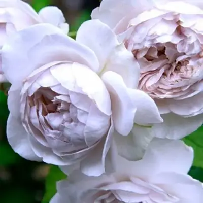 Роза ГРИЗЕЛИС шраб в Гомеле