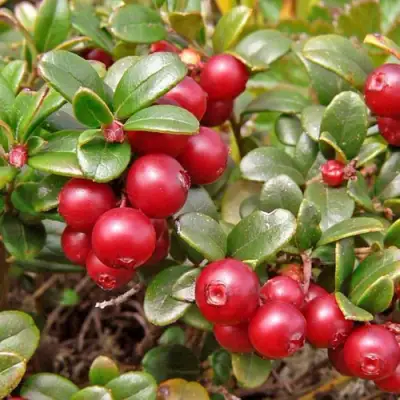 Брусника садовая АМЕРЛАНД в Гомеле