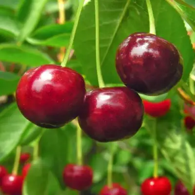 Вишня УЙФЕХЕРТОЙ ФЮРТОШ в Гомеле