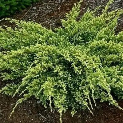 Можжевельник ДРИМ ДЖОЙ чешуйчатый в Гомеле