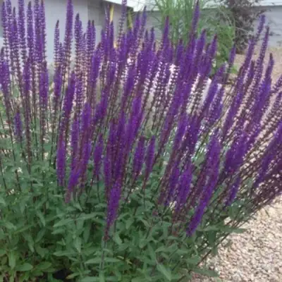 Шалфей КАРАДОНА в Гомеле